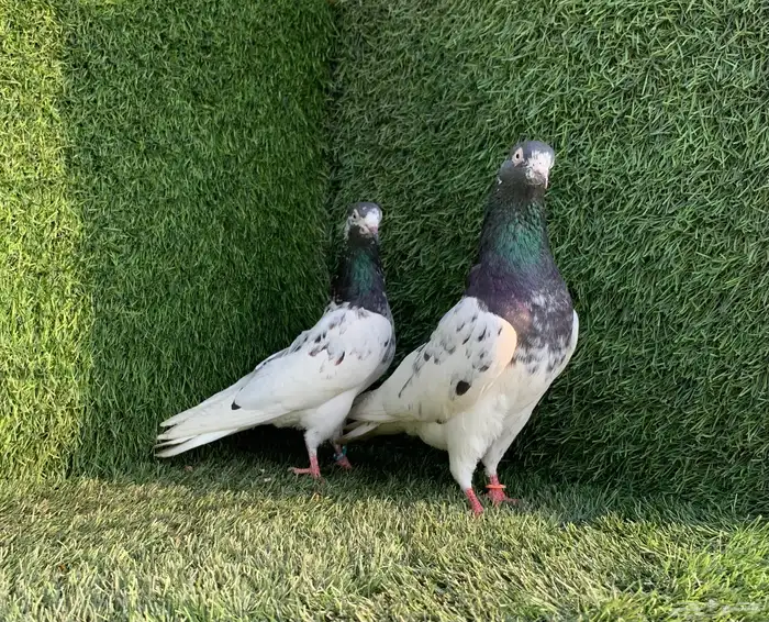 زوجين تيدي Top 2