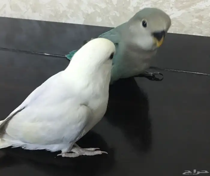 عصافير روز 0