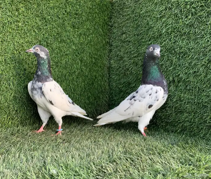 زوجين تيدي Top 1