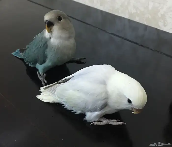 عصافير روز 2