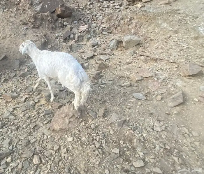 خروف لأعلى سومه 0