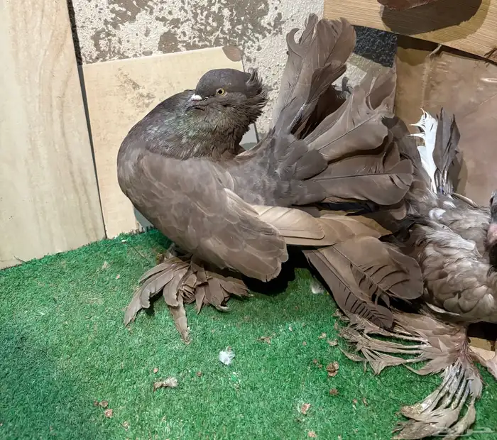 زوج رقاص هندي منتج 4