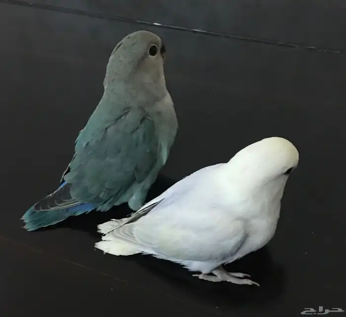 عصافير روز 3