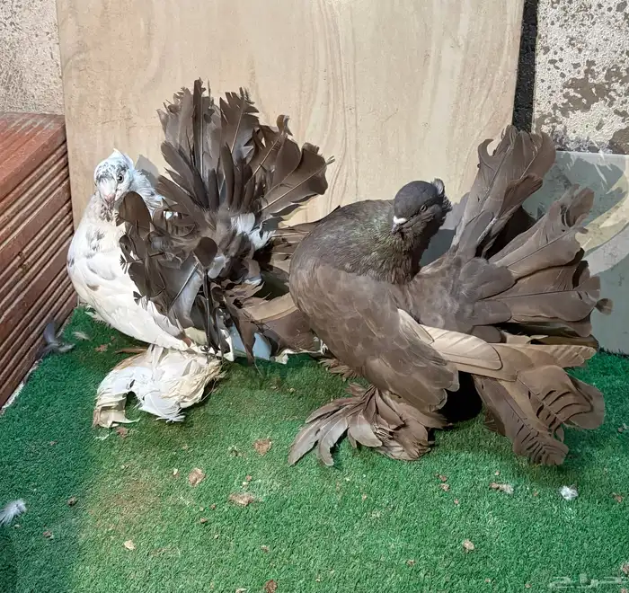 زوج رقاص هندي منتج 0