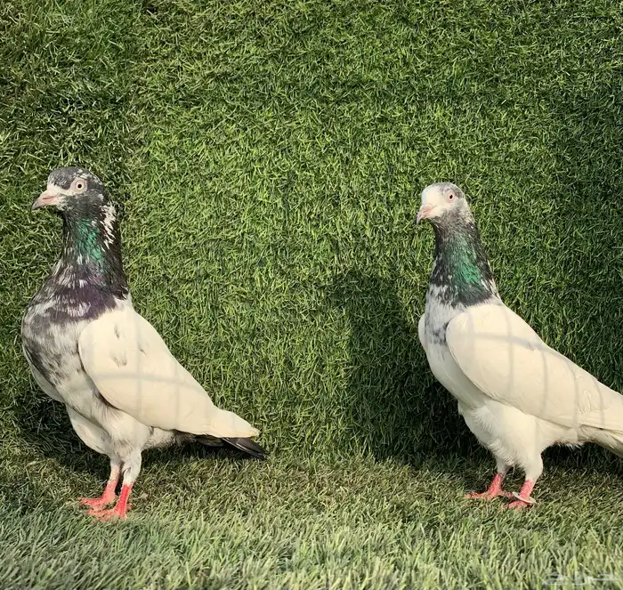 زوجين تيدي Top 3