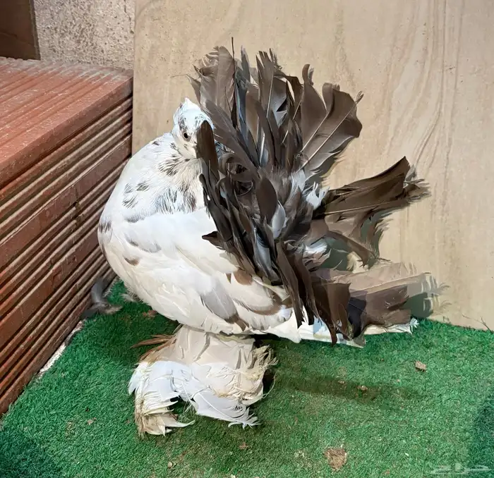 زوج رقاص هندي منتج 5