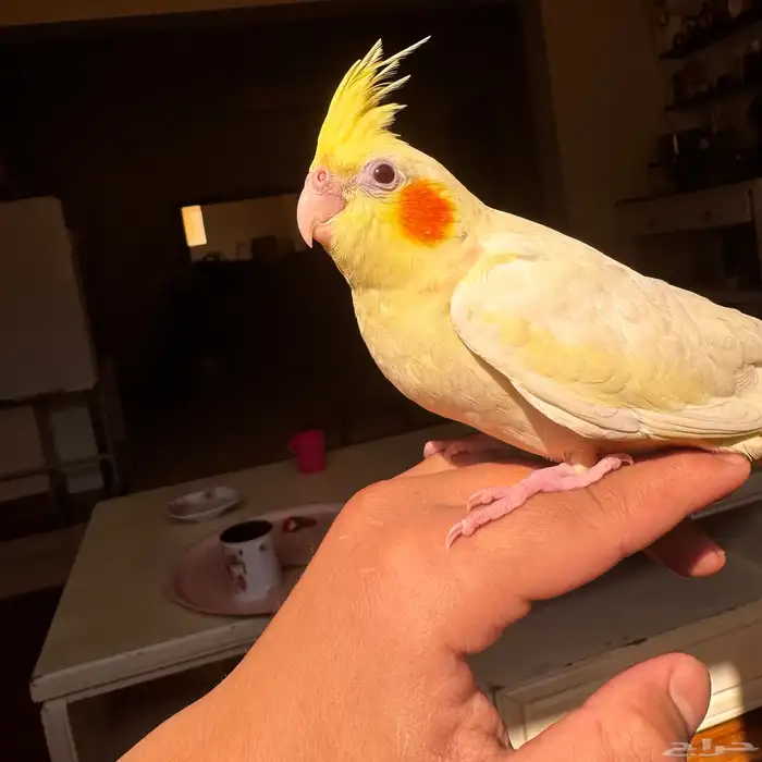 كروان موميز 1