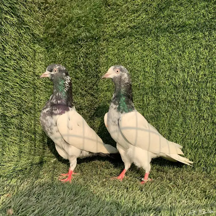 زوجين تيدي Top 4