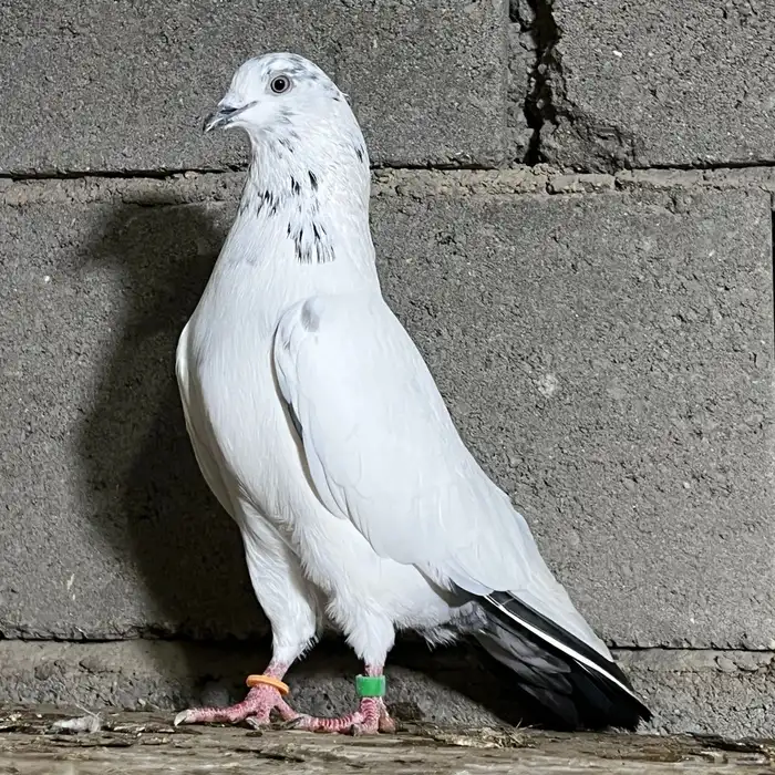 حمام باكستاني 6