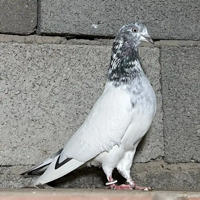 حمام باكستاني 28