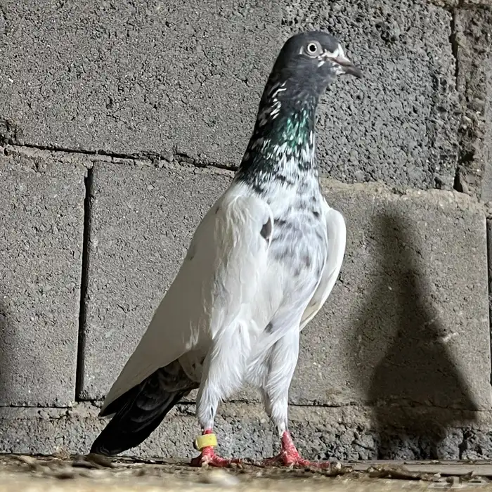 حمام باكستاني 25