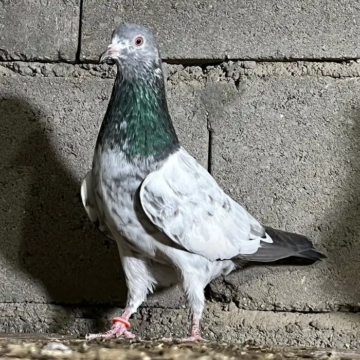 حمام باكستاني 22