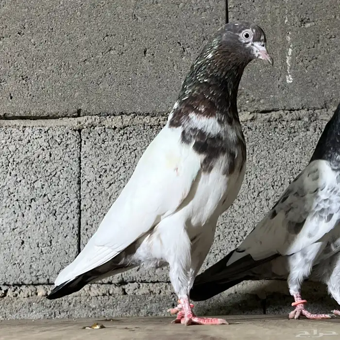 حمام باكستاني 21