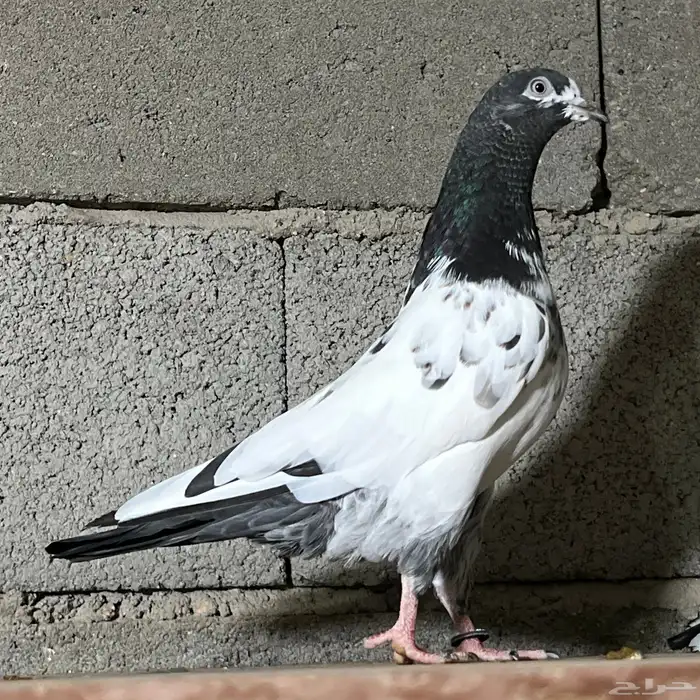 حمام باكستاني 24