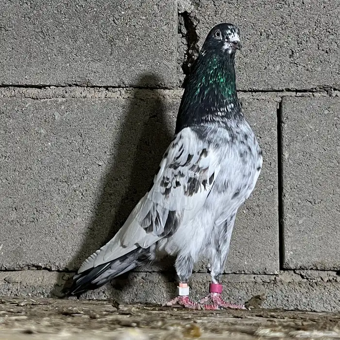 حمام باكستاني 14