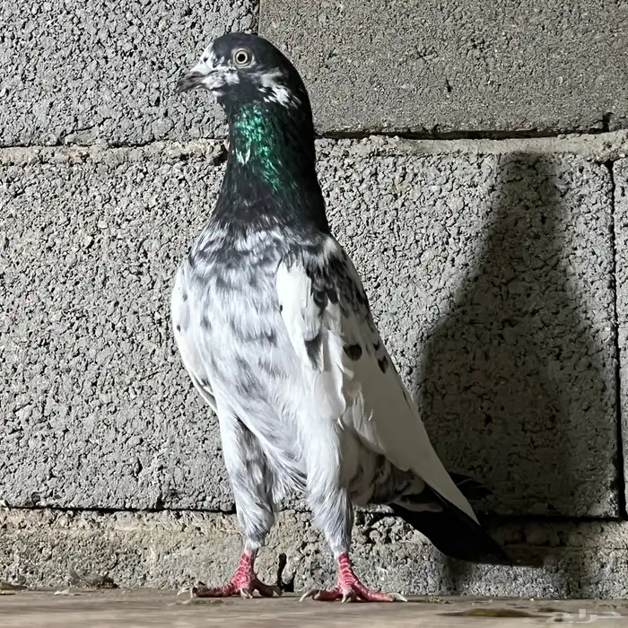 حمام باكستاني 10