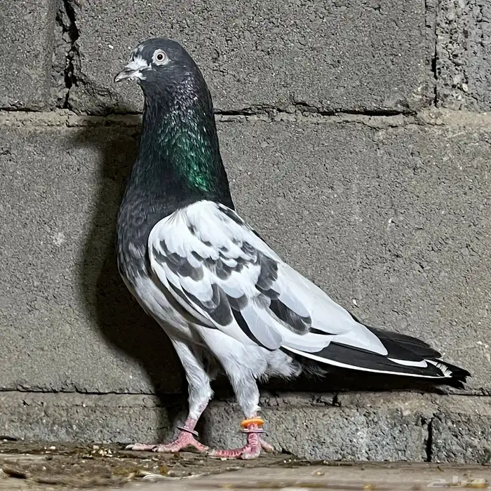 حمام باكستاني 5