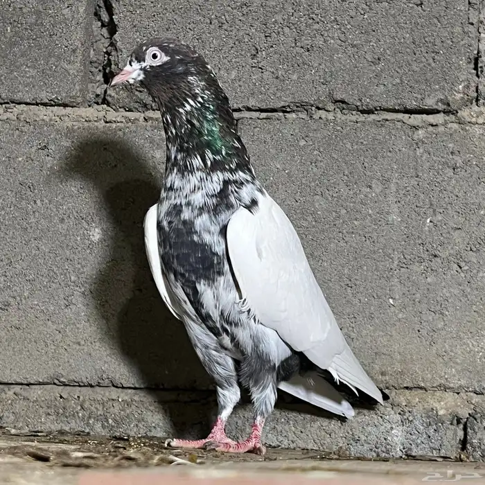 حمام باكستاني 8