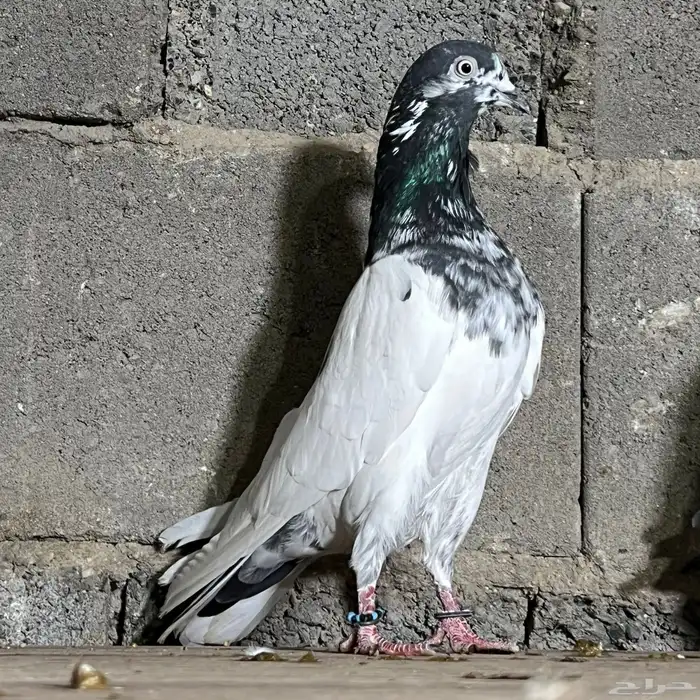 حمام باكستاني 9