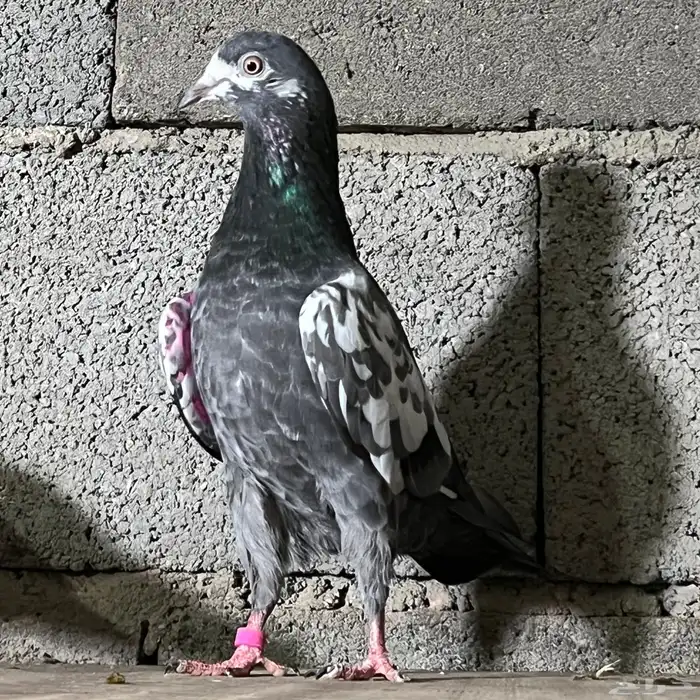 حمام باكستاني 19