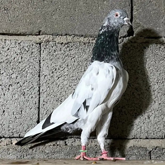 حمام باكستاني 12