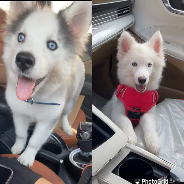 هاسكي بيور ذكر وانثى 0