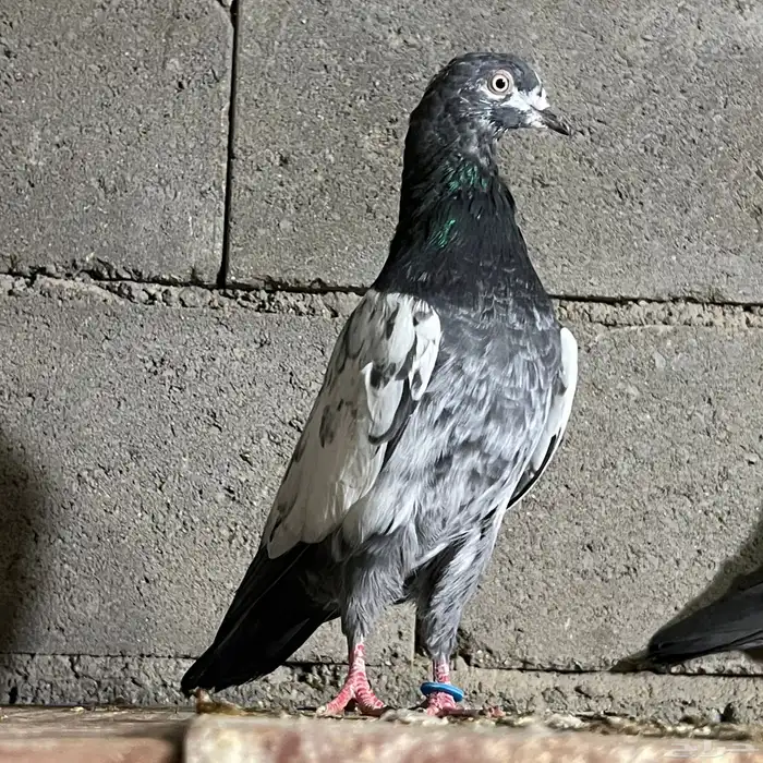 حمام باكستاني 18