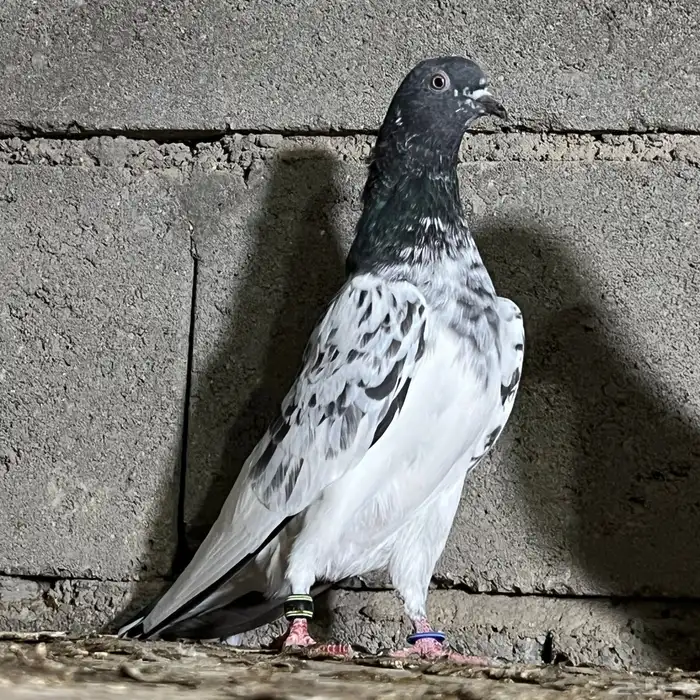 حمام باكستاني 13