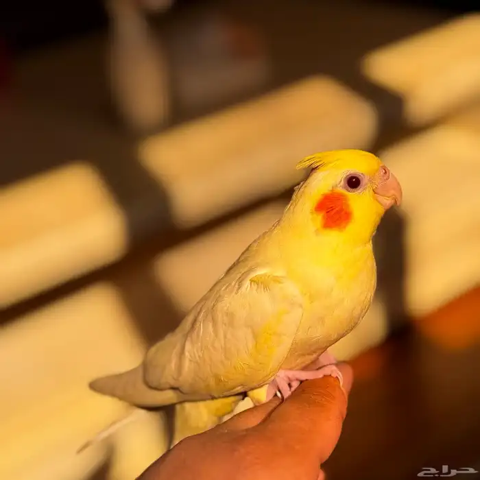 كروان موميز 3