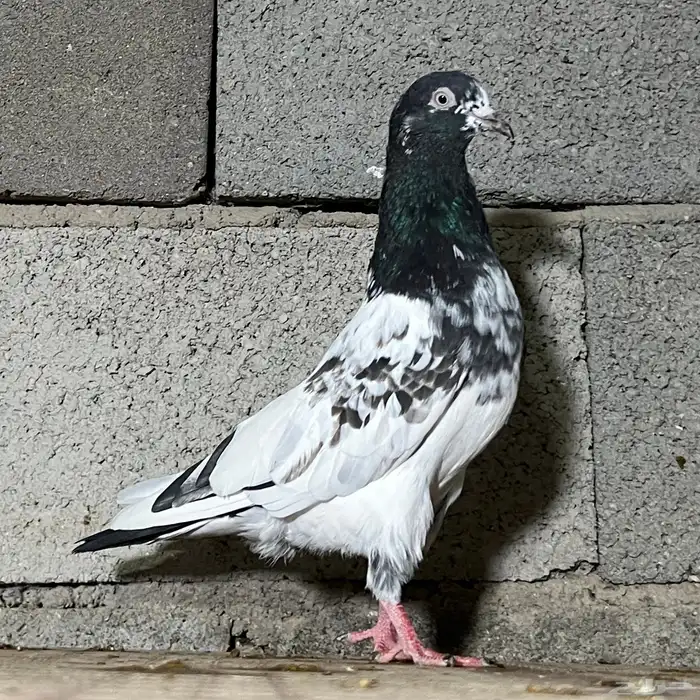 حمام باكستاني 16