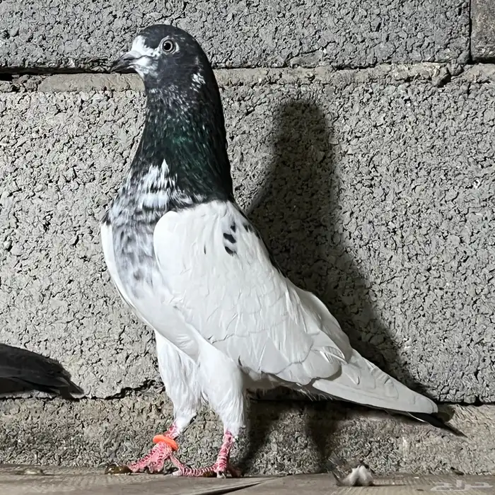 حمام باكستاني 29