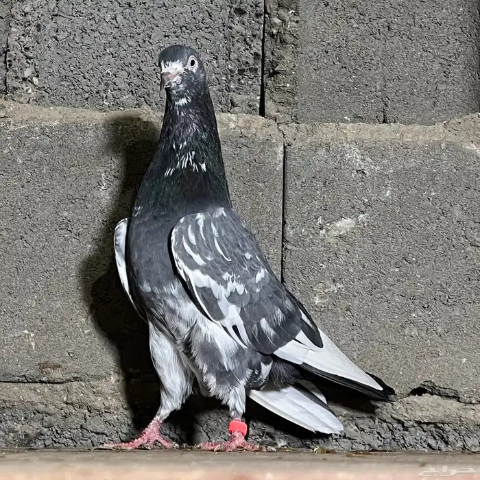 حمام باكستاني 2