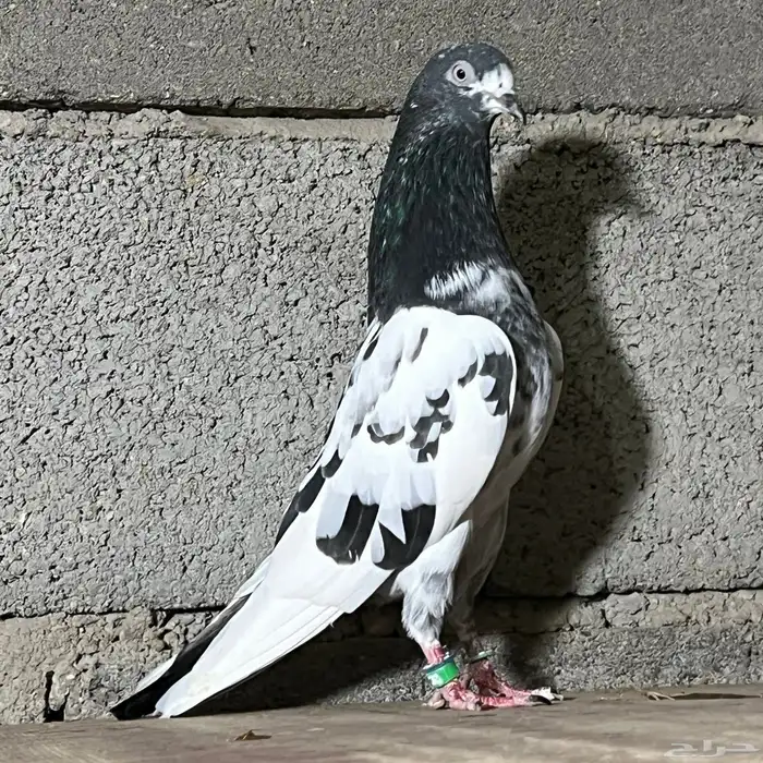 حمام باكستاني 27