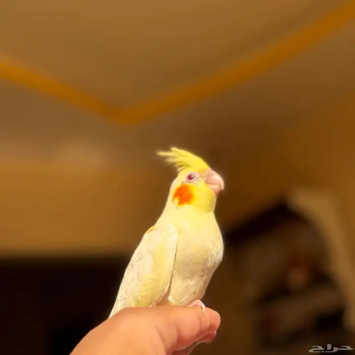 كروان موميز 2