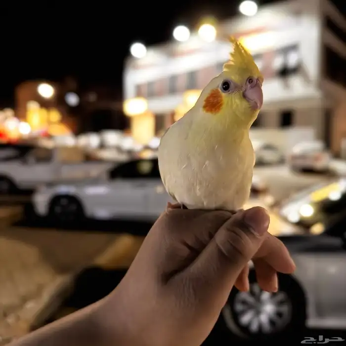 كروان موميز 5