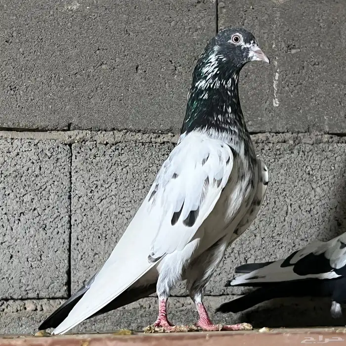 حمام باكستاني 17