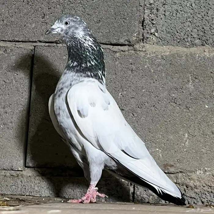 حمام باكستاني 20