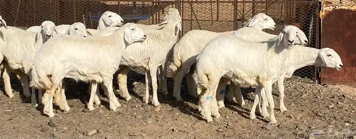 رخال حريات فواخر تاسيس مراح 6