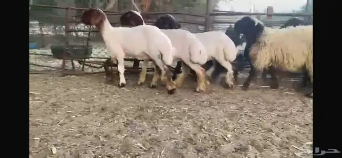 للبيع 5 جذعات نعيم بفحلها 9