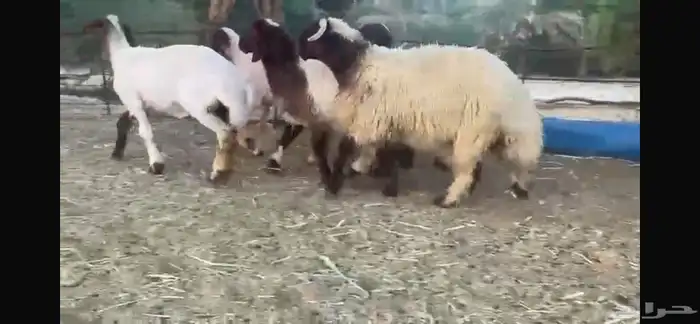 للبيع 5 جذعات نعيم بفحلها 6