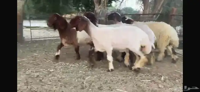 للبيع 5 جذعات نعيم بفحلها 1