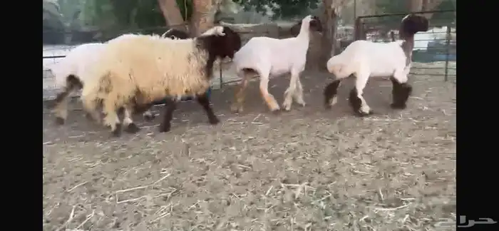 للبيع 5 جذعات نعيم بفحلها 10