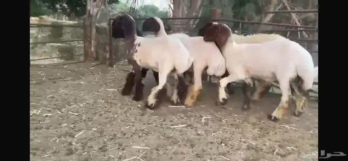 للبيع 5 جذعات نعيم بفحلها 2