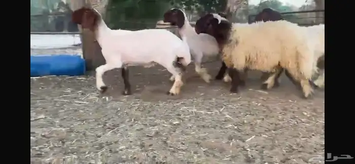 للبيع 5 جذعات نعيم بفحلها 7