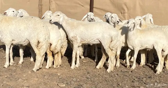 رخال حريات فواخر تاسيس مراح 4