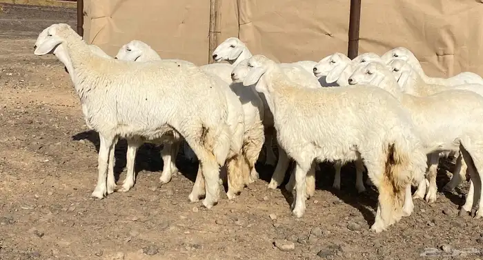 رخال حريات فواخر تاسيس مراح 3