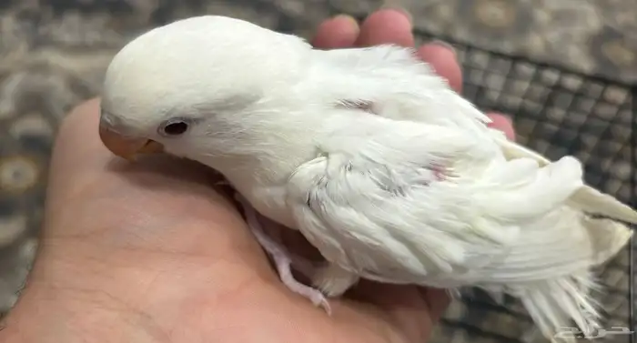 فرخ روز البينو 2