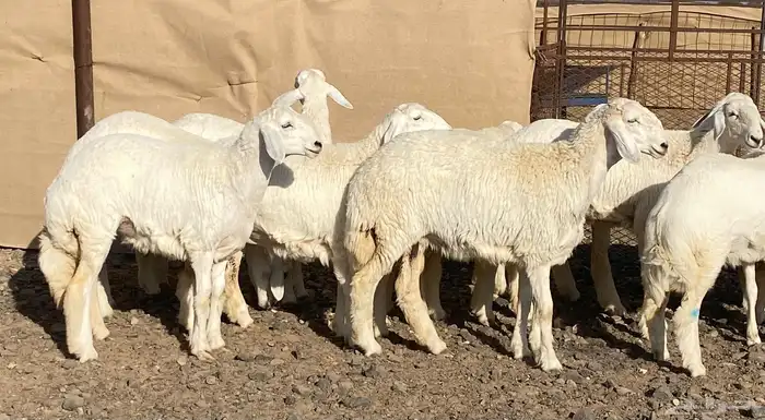 رخال حريات فواخر تاسيس مراح 1