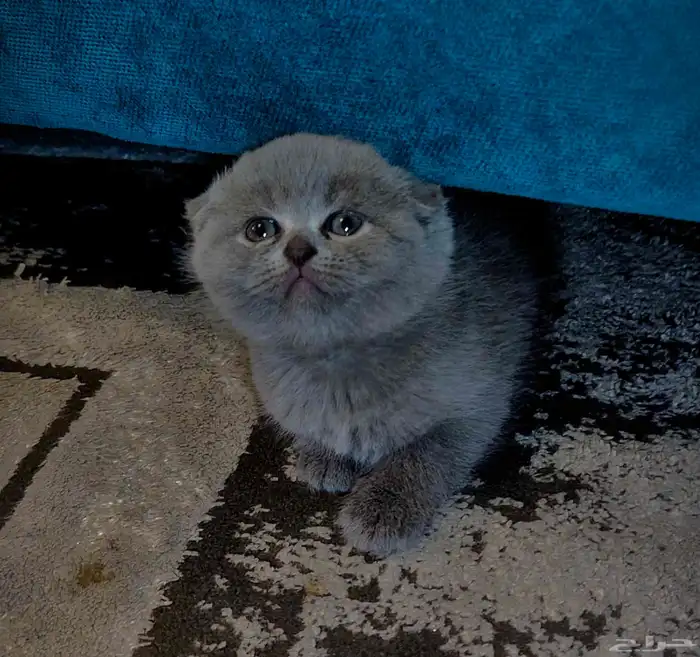 للبيع 5 قطط كيتن سكوتش فولد وراغدول العمر 43 يوم 1