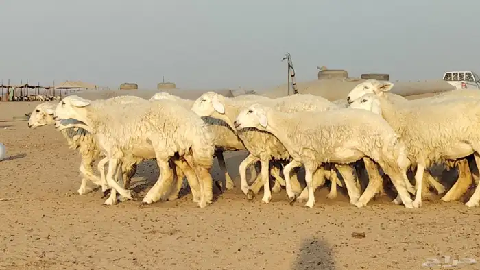 رخال حريات للبيع العدد 24 رأس 3